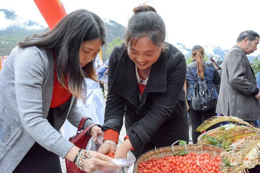 櫻桃紅了，老百姓笑了