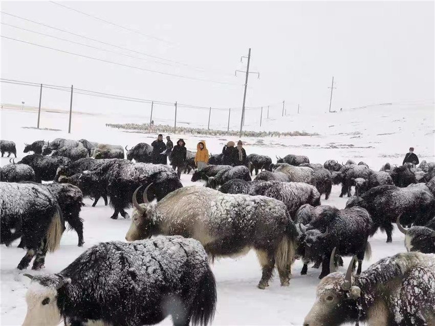 地處“云端之上”生命禁區(qū)“的農(nóng)行石渠支行80后青年益西多吉說”今年疫情流行，大伙冒雪下鄉(xiāng)送金融服務，新年首日就為農(nóng)戶發(fā)放了3000多萬元，點亮百姓牦牛致富夢，疫情終將過去，筑夢春天，我們協(xié)力點燃牧民發(fā)展信心“.jpg